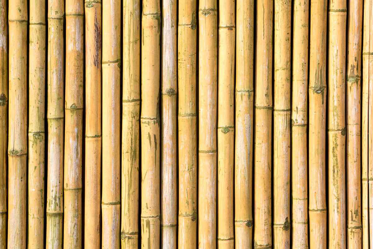 Bambu Nedir?