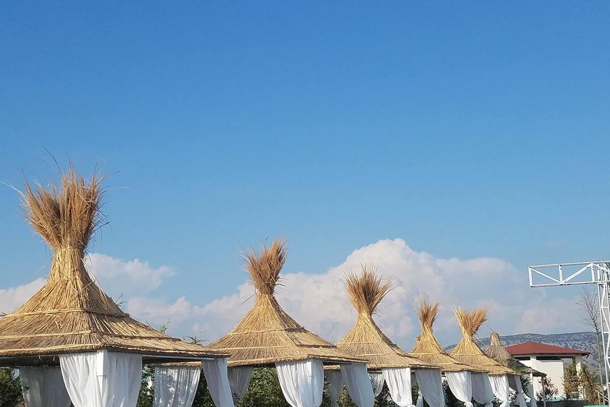 Kamelya Nedir?