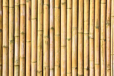 Bambu Nedir?